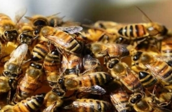 40 school students injured in bee attack in Agra