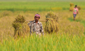 ‘Above normal monsoon rainfall in 2024 bodes well for agricultural sector’