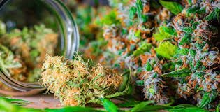 Study Warns Against Marijuana Use for Pregnancy Nausea: Risks for Both Mother and Child