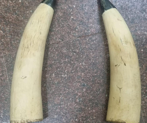 TN Forest Dept, Police probe source of seized elephant tusks worth Rs 60 lakh