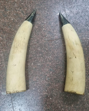 TN Forest Dept, Police probe source of seized elephant tusks worth Rs 60 lakh