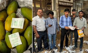 Food Safety Dept seize fruit ripening chemicals, issues challans to 4 traders in Jaipur
