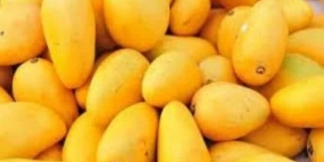 Mangoes Image - Wishavwatatimes.com