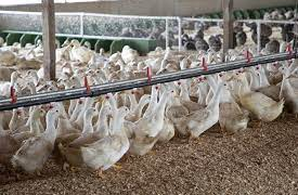 Bird flu outbreak at US dairy farms cause public health concerns