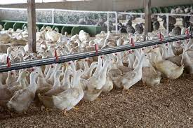 Bird flu outbreak at US dairy farms cause public health concerns