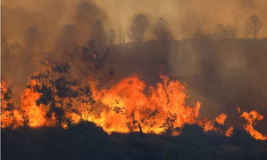 Death toll in forest fire in Turkey mounts to 11