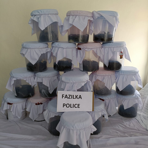 Punjab Police bust interstate drug smuggling syndicate, arrest man from Jharkhand