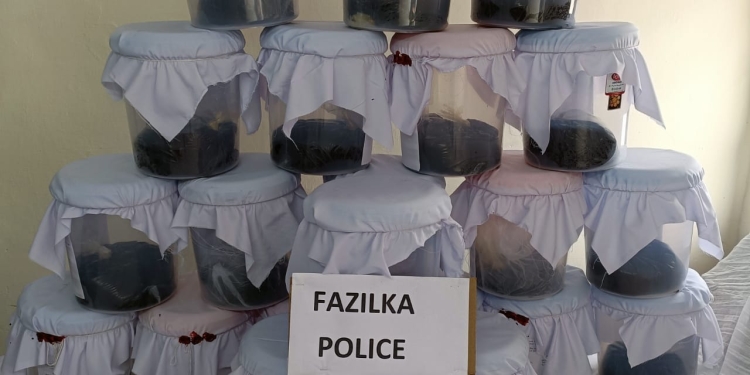 PUNJAB POLICE MAKES BIGGEST OPIUM RECOVERY OF DECADE; TWO HELD WITH 66KG OPIUM FROM FAZILKA