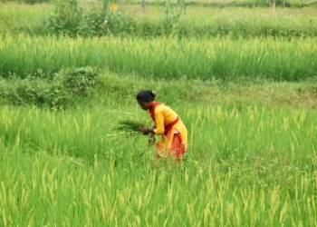 Kharif crop sowing grow by 10.3 pc amid better monsoon
