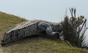 4 metre crocodile that killed Australian child shot dead