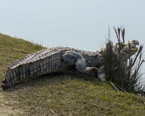 4 metre crocodile that killed Australian child shot dead
