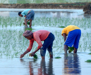 Union Budget: Budget gives big boost to agriculture sector
