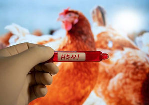 Wild Australian species to be vaccinated to reduce impact of deadly H5N1 bird flu strain