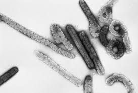 Over 1,600 people vaccinated against Marburg virus disease in Rwanda