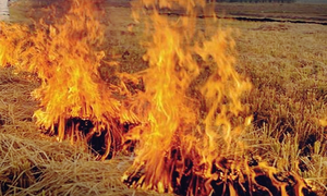 Refrain from burning crop residue, Haryana govt urges farmers