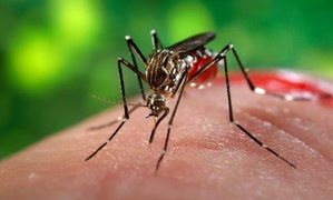 New Australian venture to target deadly disease-spreading mosquitoes
