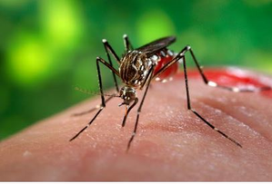 New Australian venture to target deadly disease-spreading mosquitoes