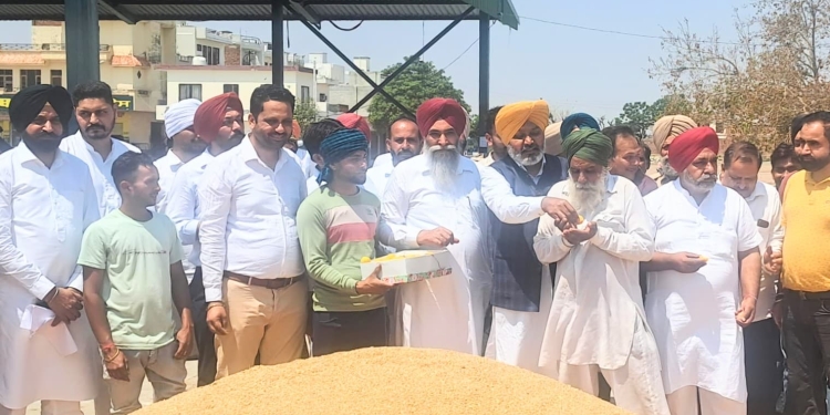 Finance Minister Harpal Singh Cheema Kick Starts Wheat Procurement at Dirba Grain Market
