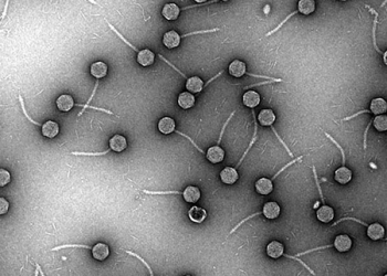 Hidden virus found common in germs that cause pneumonia: Study