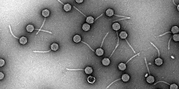 Hidden virus found common in germs that cause pneumonia: Study