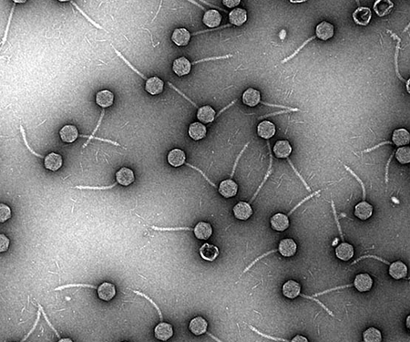 Hidden virus found common in germs that cause pneumonia: Study