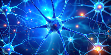 Study shows impact of weight loss drugs on nerve cells in brain