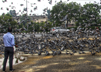 Practice of feeding pigeons on footpaths in Delhi comes under NGT scanner
