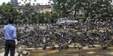 Practice of feeding pigeons on footpaths in Delhi comes under NGT scanner