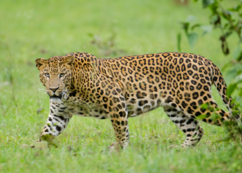 Leopard wreaks havoc in Rajasthan’s Bhilwara, leaves several villagers seriously injured