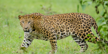 Leopard wreaks havoc in Rajasthan’s Bhilwara, leaves several villagers seriously injured