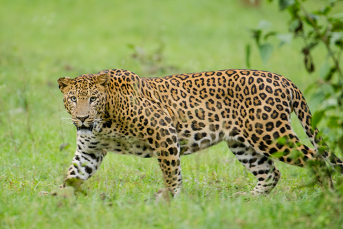 Leopard wreaks havoc in Rajasthan’s Bhilwara, leaves several villagers seriously injured