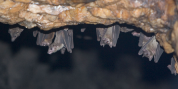 Australian man dies after “extremely rare” bat virus bite