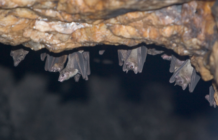 Australian man dies after “extremely rare” bat virus bite