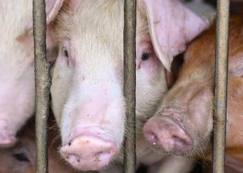 Vietnam issues directive to curb African swine fever outbreaks