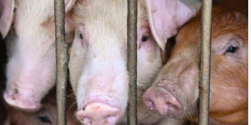 Vietnam issues directive to curb African swine fever outbreaks