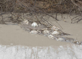 Climate, wildlife key predictors of bird flu outbreaks in Europe: Study