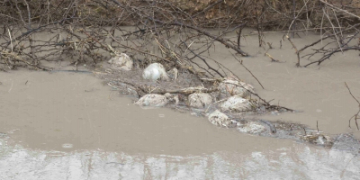 Climate, wildlife key predictors of bird flu outbreaks in Europe: Study