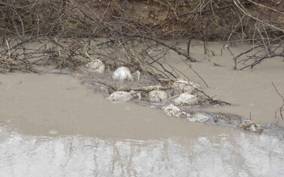 Climate, wildlife key predictors of bird flu outbreaks in Europe: Study