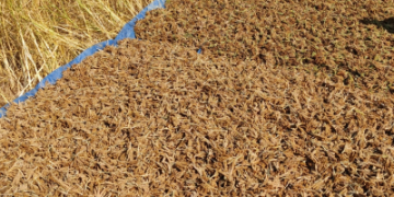 India’s millet standard gains recognition at global meet in Rome