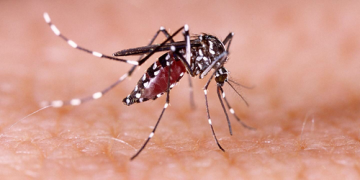 Dengue fever surges in US states prompt health officials to brace for new normal