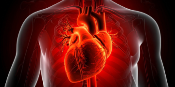 Study shows bacterial infections trigger heart attacks