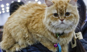Cats may help develop treatment for dementia, Alzheimer’s in humans: Study