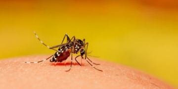 Laos expands eco-friendly mosquito method to combat dengue