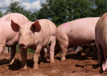 New swine fever outbreak reported at Latvian farm