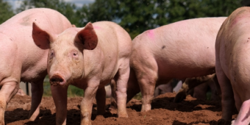 New swine fever outbreak reported at Latvian farm