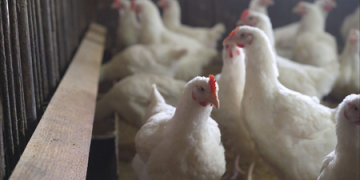 US confirms highly pathogenic avian flu in Nebraska dairy herd