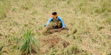 Flood-hit farmers in Punjab to get free wheat seeds, says BJP