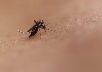 Mosquito saliva may boost body’s immune system against chikungunya