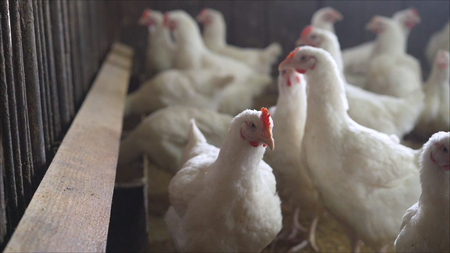 Japan confirms avian influenza outbreak in Kyoto