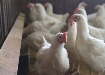 Japan reports avian influenza outbreak in Hokkaido